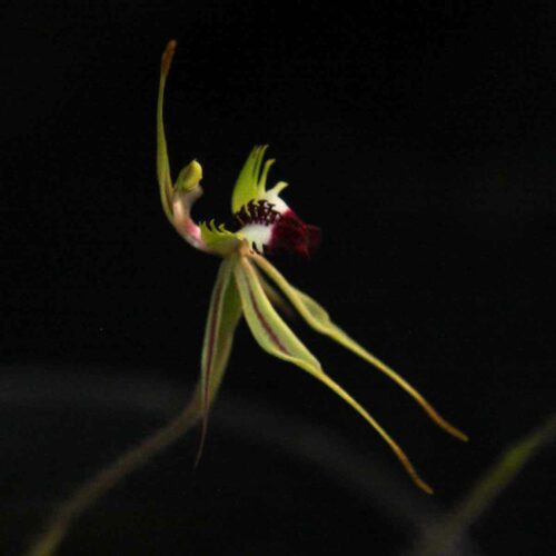 Caladenia phaeoclavia - Brown-clubbed Spider Orchid