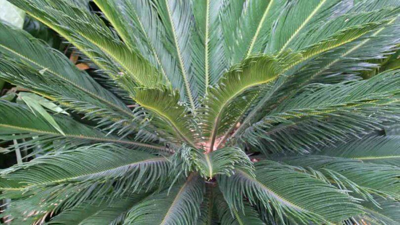 Sago Palm (Cycas revoluta)