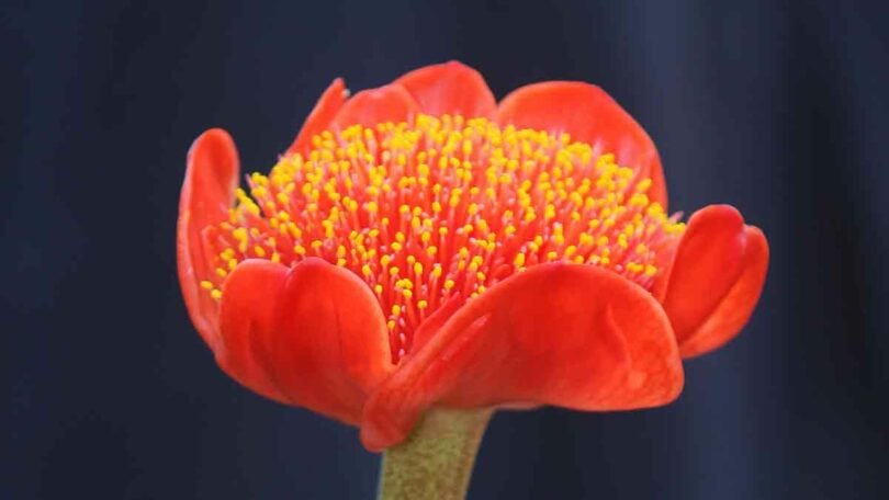 Haemanthus coccineus - Flower