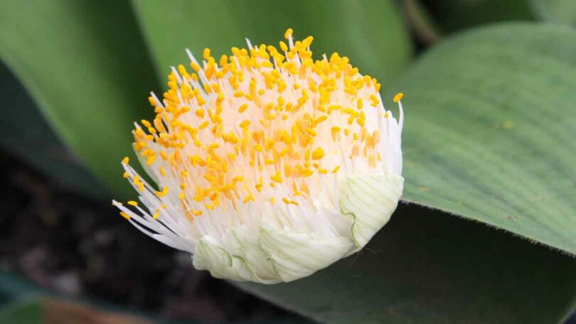 Haemanthus deformis - Flower