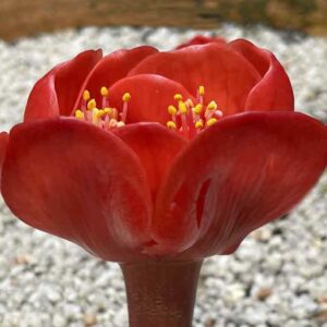 Haemanthus coccineus