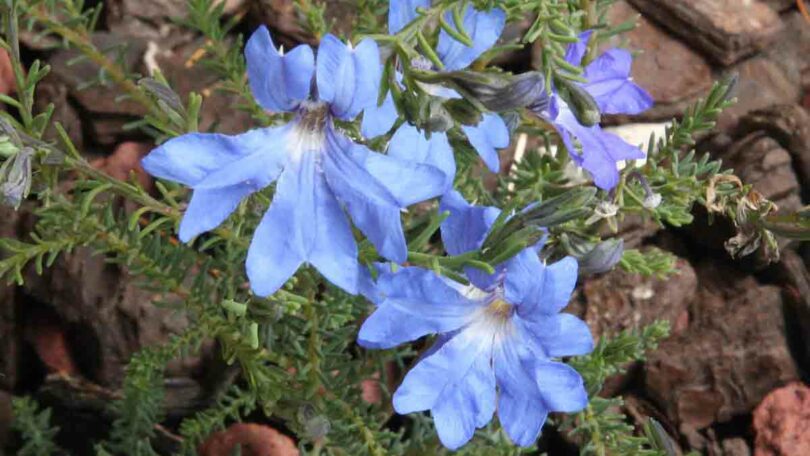 Lechenaultia biloba - Pale Blue Flowers