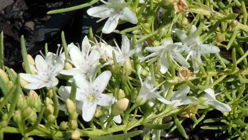 myoporum parvifolium