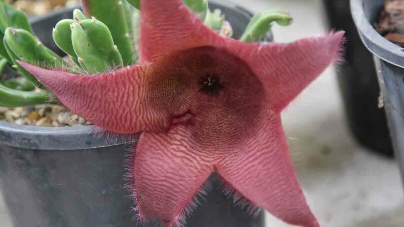 Stapelia Flower