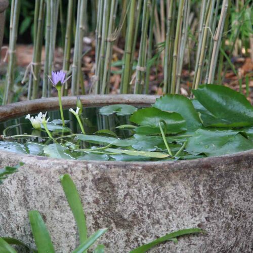 Water Bowl with Plants