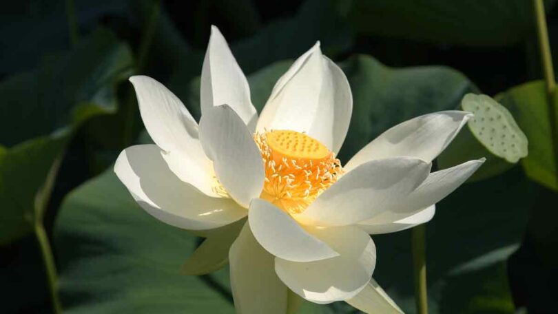 White Flowering Water Lily