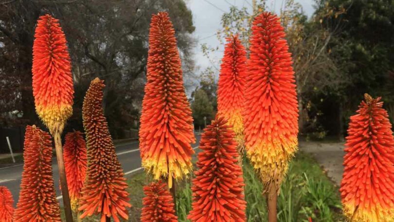 Kniphofia - The Red Hot Pokers