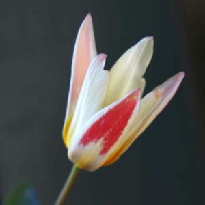 Tulipa kaufmanniana - Flower Detail