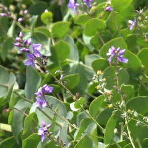 Veronica perfoliata - Diggers Speedwell - Flowers