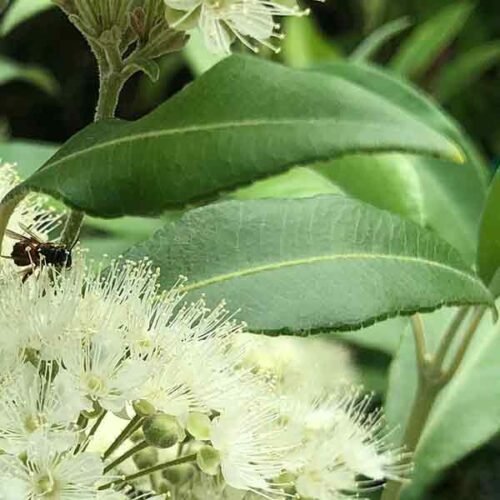 Backhousia citriodora Foliage