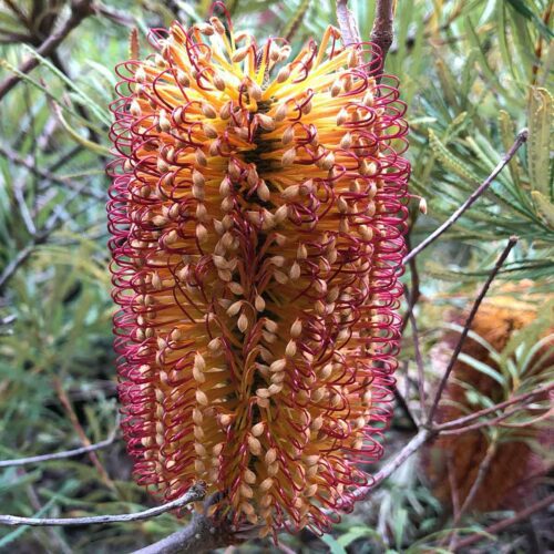 Banksia spinulosa 'Honey Pots' - Flower Detail