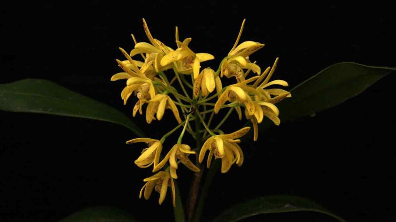 dendrobium orchids gracillimum