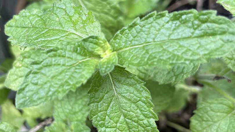 How To grow Mint