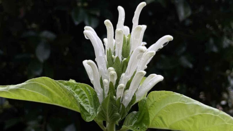Justicia carnea - Brazilian Plume Flower