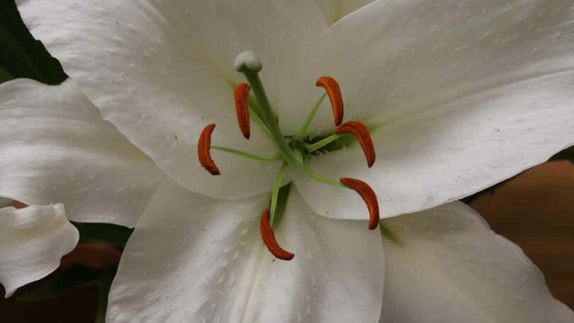 Lilium 'Crystal Blanca' - Oriental Hybrid Lily