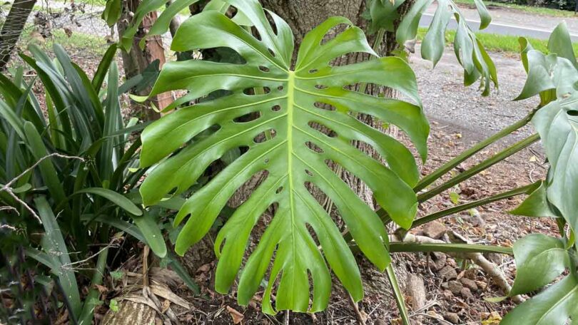 Monstera deliciosa - The Swiss Cheese or Fruit Salad Plant