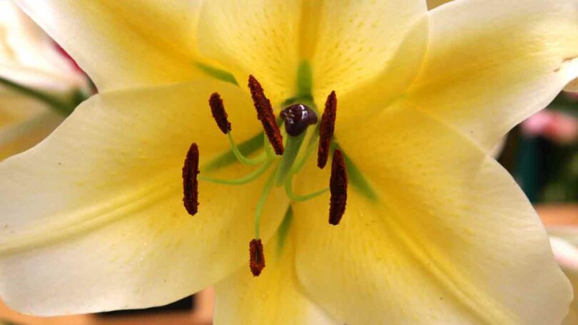 orienpet lilies