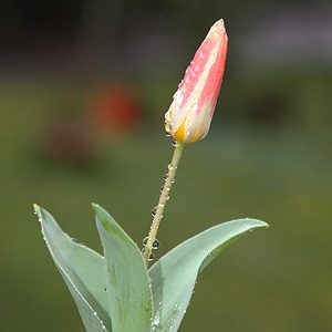 Tulipa kaufmanniana -Flower Bud