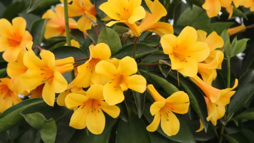 Vireya Rhododendrons