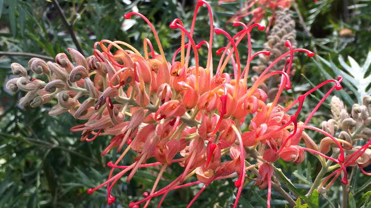 Grevillea x 'Loopy Lou' | Nurseries Online