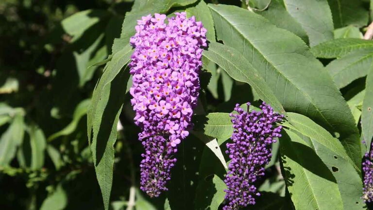Buddleja Types Buddleja Varieties Guide: Best Butterfly Bush Species for You Garden.