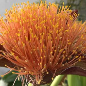 Scadoxus puniceus