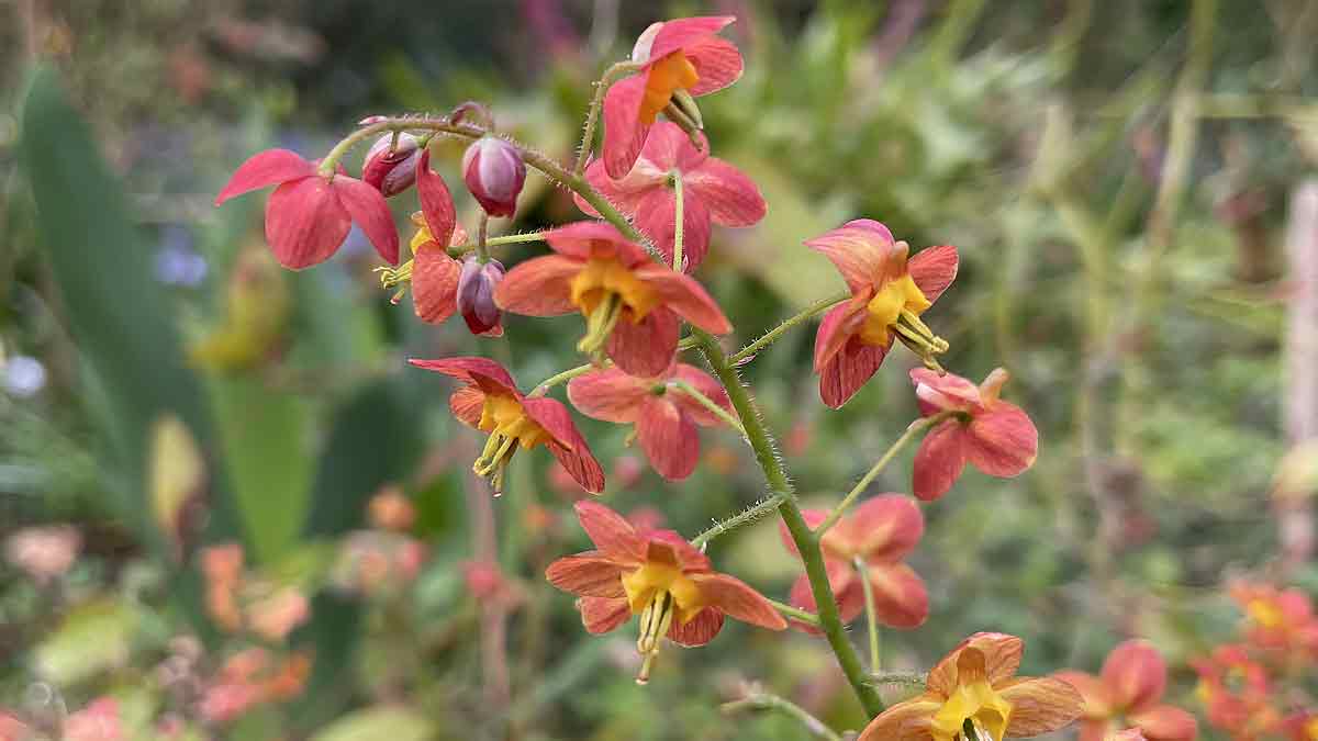 Epimedium x warleyense - A Colourful Groundcover Plant