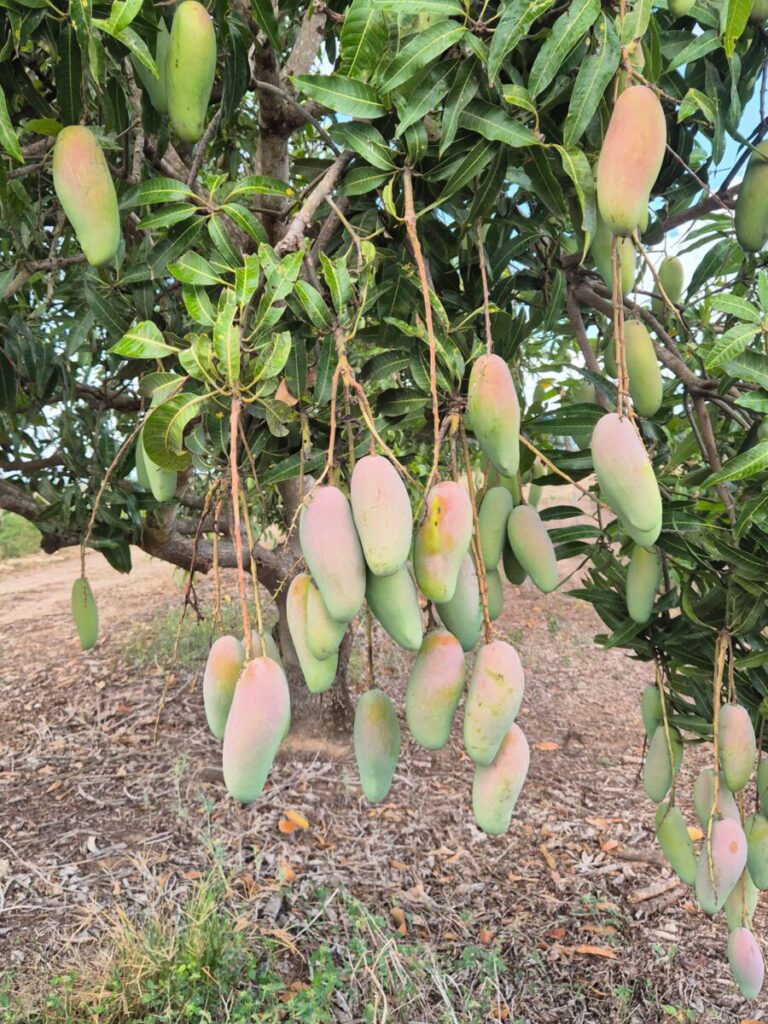 Mango Trees | Nurseries Online