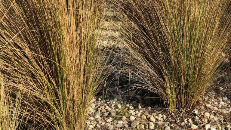 Australian Razor Grass Australian Native Grasses – Ornamental, Revegetation & Lawn Alternatives