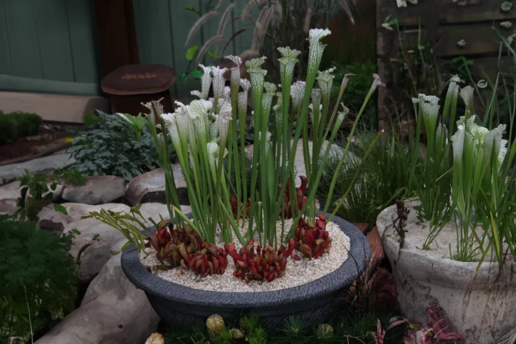 Lightweight garden pots For Sydney Conditions
