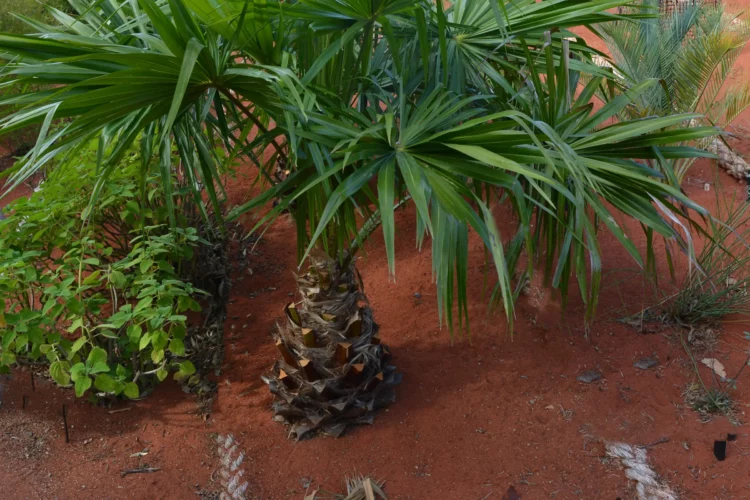 Livistona australis - One of the Australian Palm Trees