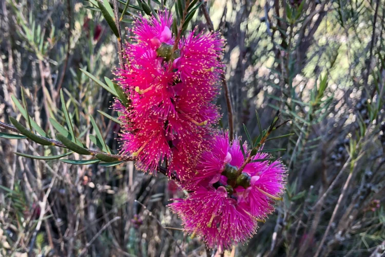 Melaleuca fulgens - Hot Pink