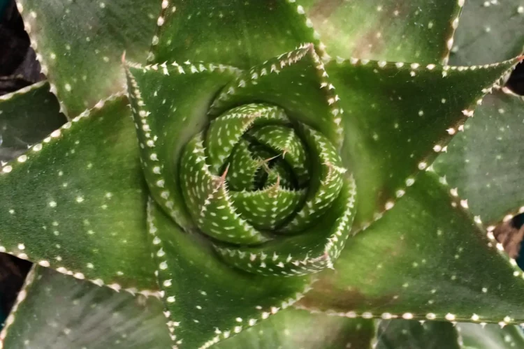 gasteraloe cosmos