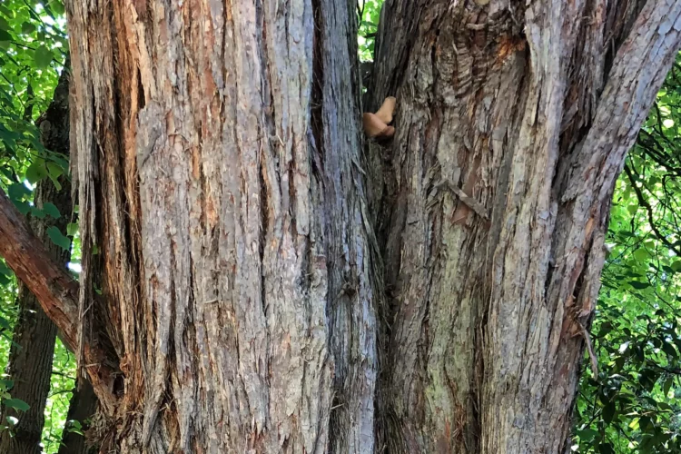 Turpentine Tree - Syncarpia glomulifera