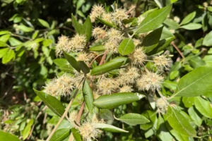 Syncarpia glomulifera Flowers