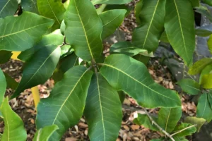 Turpentine Tree - Syncarpia glomulifera Foliage