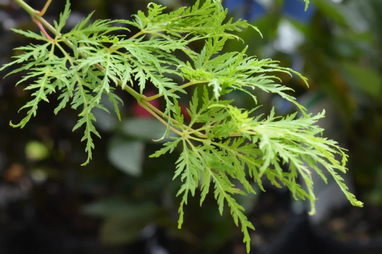 Acer palmatum 'Emerald Lace'