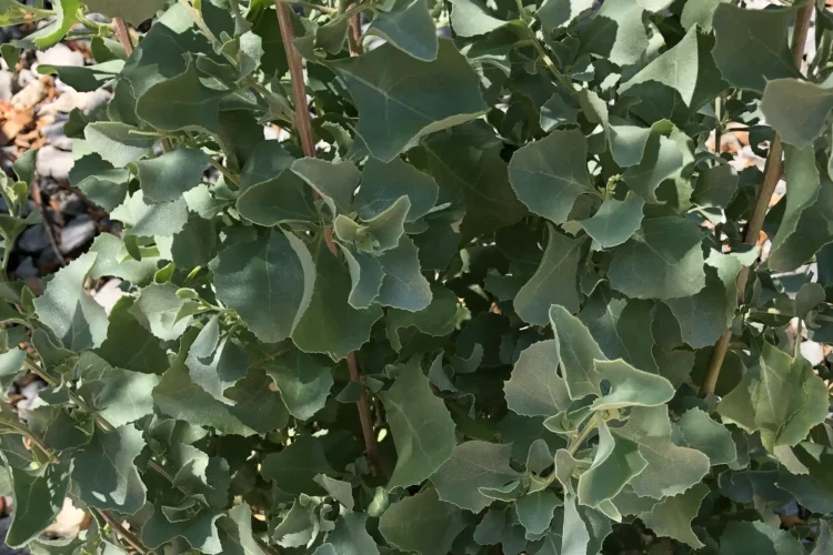 Atriplex nummularia - Old Man Saltbush