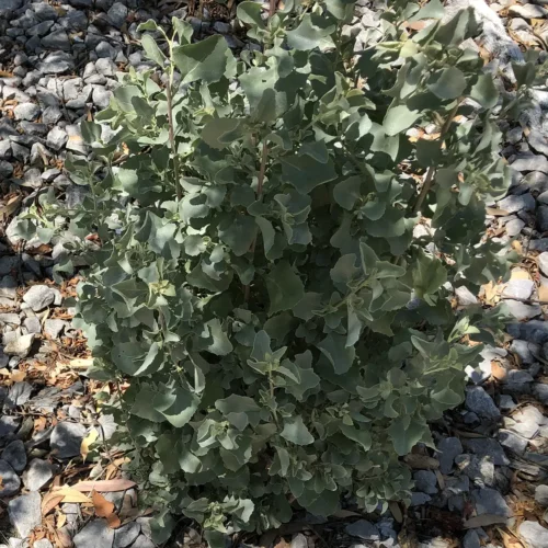 Atriplex nummularia - In Landscape