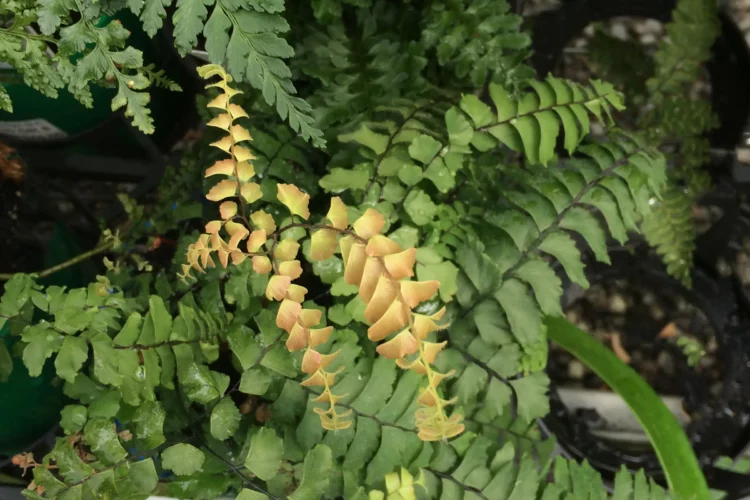 adiantum fulvum new foliage