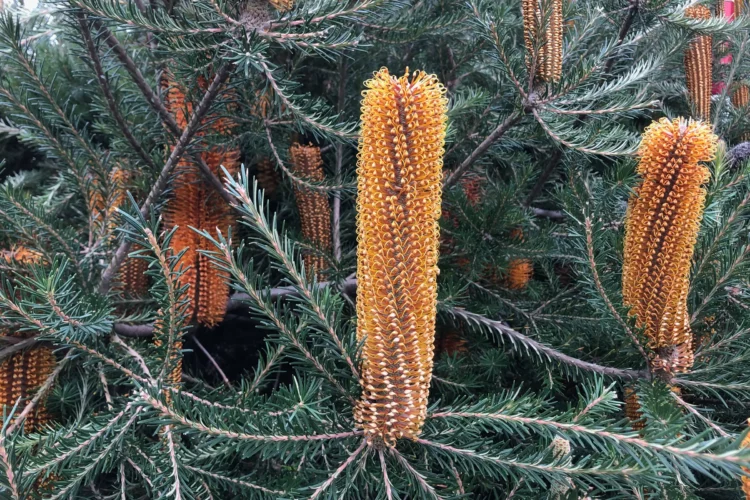 Banksia 'Yellow Wing'
