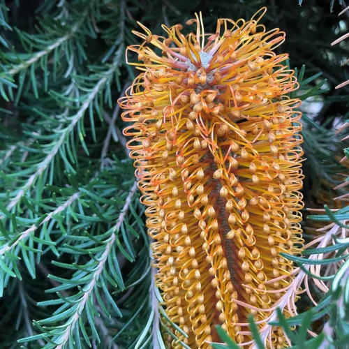 Banksia Yellow Wing Flower Detail