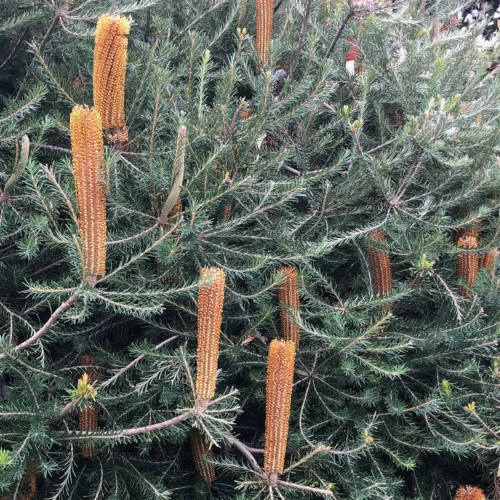 Banksia Yellow Wing Flow and Foliage