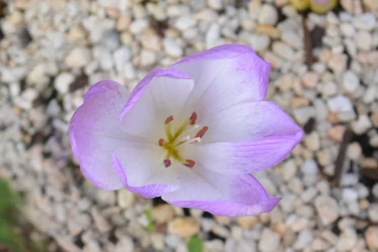 Colchicum byzantium