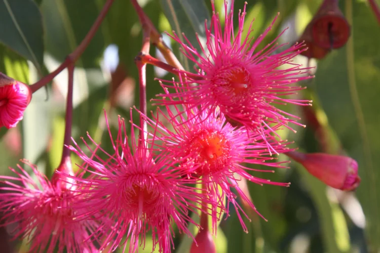 Close up of fiery red blossoms on a grafted dwarf flowering gum Corymbia 'Summer Glory'