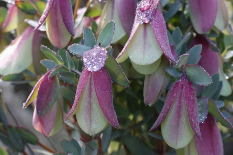 Winter flowering Plants - Qualup Bells