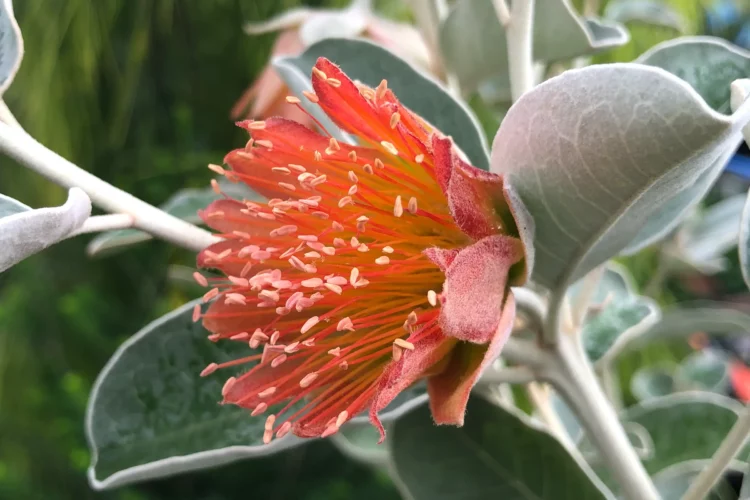 Diplolaena grandiflora