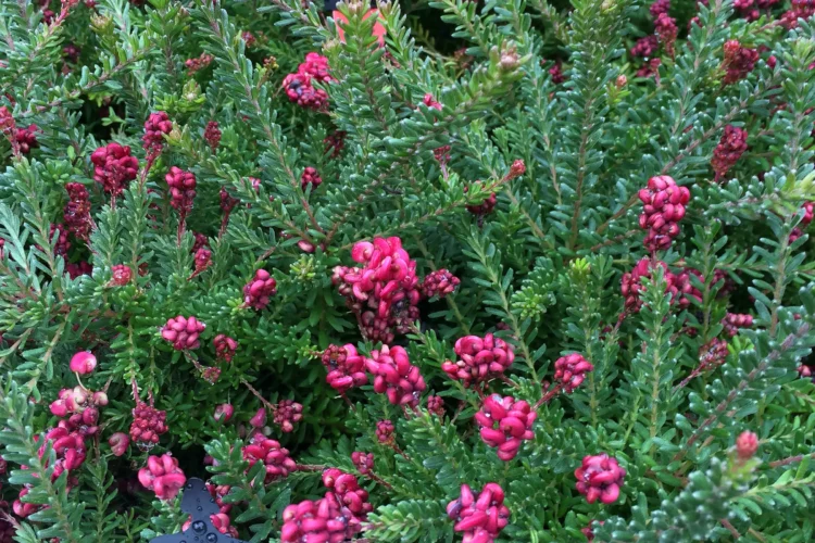 Low Growing Grevillea lanigera 'Kangarutha'