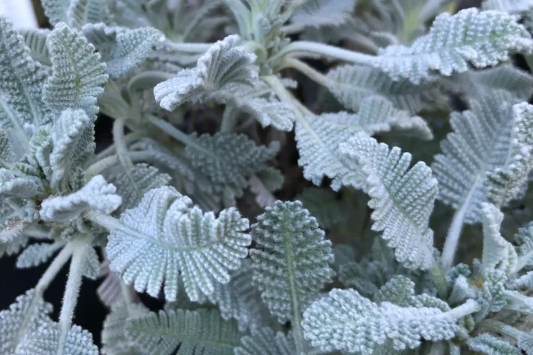 Tanacetum densum ssp. amani