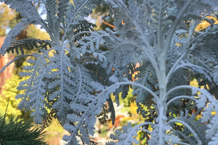 Tanacetum ptarmiciflorum – Bishops Lace
